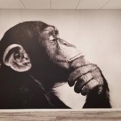 Thinking Monkey Wall Graphic Mural: Atlantic Sun Control's Bold Thinking Monkey Wall Mural: Transforming Spaces into Artistic Environments